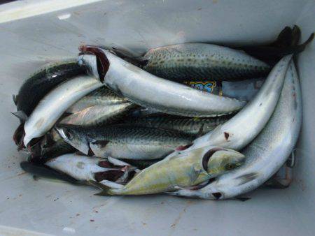 大進丸（愛知） 釣果