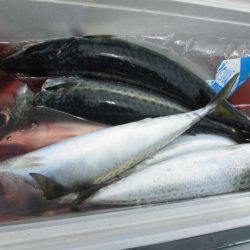 大進丸(愛知) 釣果