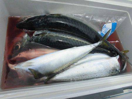 大進丸(愛知) 釣果