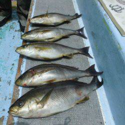 大進丸(愛知) 釣果