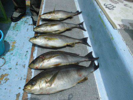 大進丸(愛知) 釣果