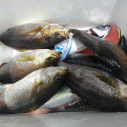 大進丸(愛知) 釣果