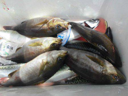 大進丸(愛知) 釣果