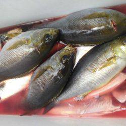 大進丸(愛知) 釣果