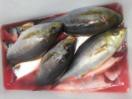 大進丸(愛知) 釣果