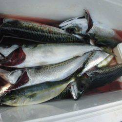 大進丸(愛知) 釣果