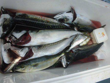 大進丸(愛知) 釣果