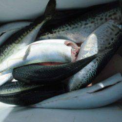 大進丸(愛知) 釣果