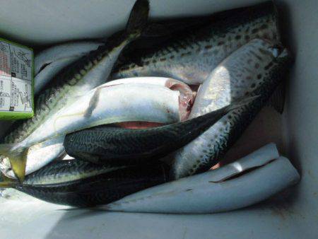 大進丸(愛知) 釣果