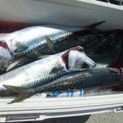 大進丸(愛知) 釣果