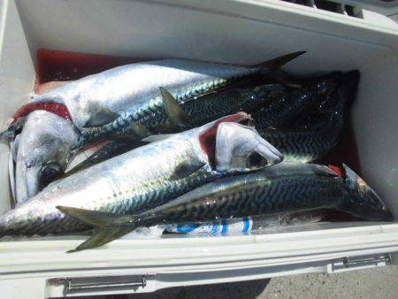 大進丸(愛知) 釣果