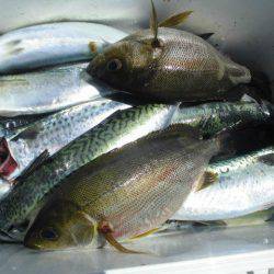 大進丸(愛知) 釣果