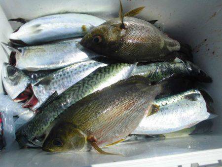 大進丸(愛知) 釣果