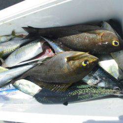 大進丸(愛知) 釣果