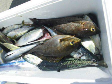 大進丸(愛知) 釣果