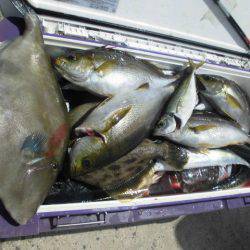 大進丸(愛知) 釣果