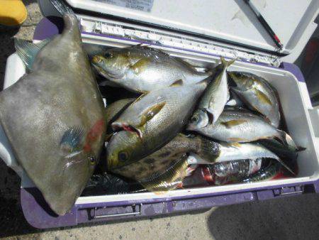 大進丸(愛知) 釣果