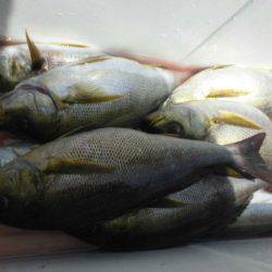 大進丸(愛知) 釣果