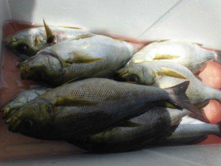 大進丸(愛知) 釣果