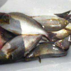 大進丸(愛知) 釣果