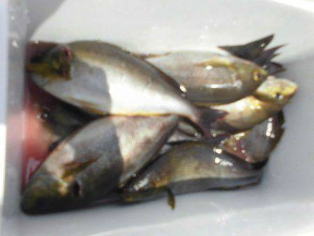 大進丸(愛知) 釣果