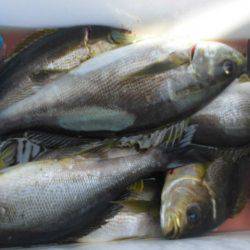 大進丸(愛知) 釣果