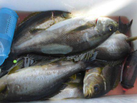 大進丸(愛知) 釣果