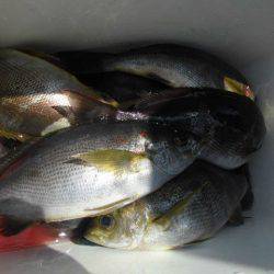 大進丸(愛知) 釣果