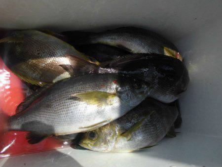 大進丸(愛知) 釣果