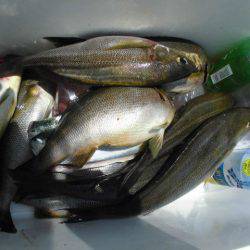 大進丸(愛知) 釣果