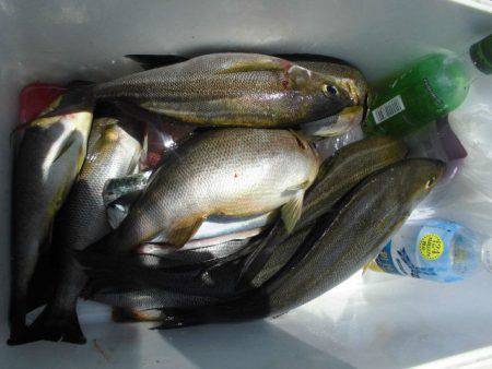 大進丸(愛知) 釣果