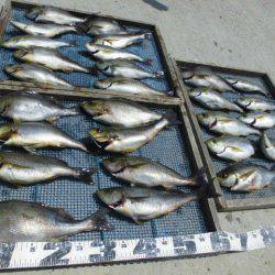 大進丸(愛知) 釣果