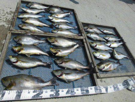 大進丸(愛知) 釣果