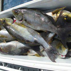 大進丸(愛知) 釣果