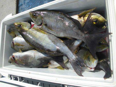 大進丸（愛知） 釣果