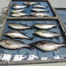 大進丸(愛知) 釣果