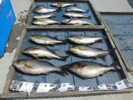 大進丸(愛知) 釣果