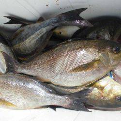 大進丸(愛知) 釣果