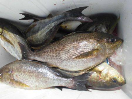 大進丸(愛知) 釣果