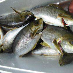 大進丸(愛知) 釣果