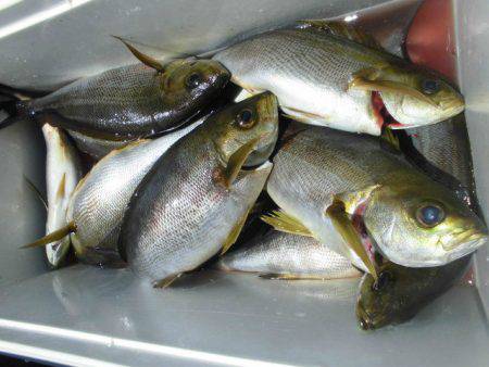 大進丸(愛知) 釣果