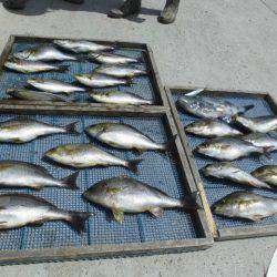 大進丸(愛知) 釣果