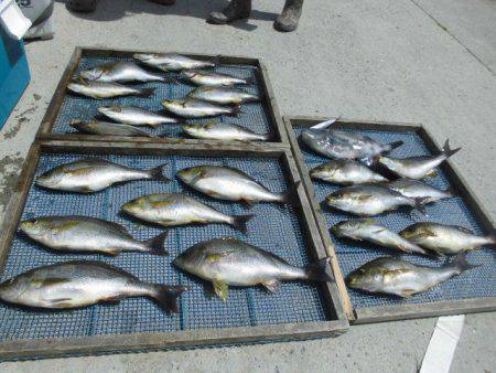 大進丸(愛知) 釣果