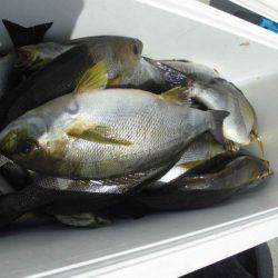 大進丸(愛知) 釣果