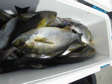 大進丸(愛知) 釣果