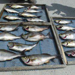 大進丸(愛知) 釣果