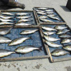 大進丸(愛知) 釣果