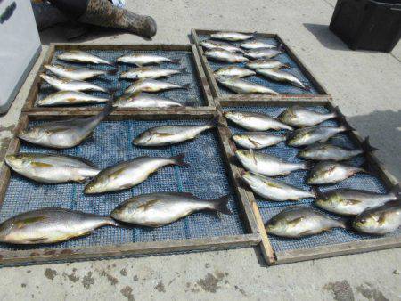 大進丸(愛知) 釣果