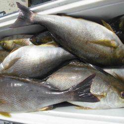 大進丸(愛知) 釣果