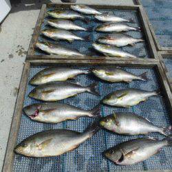 大進丸(愛知) 釣果